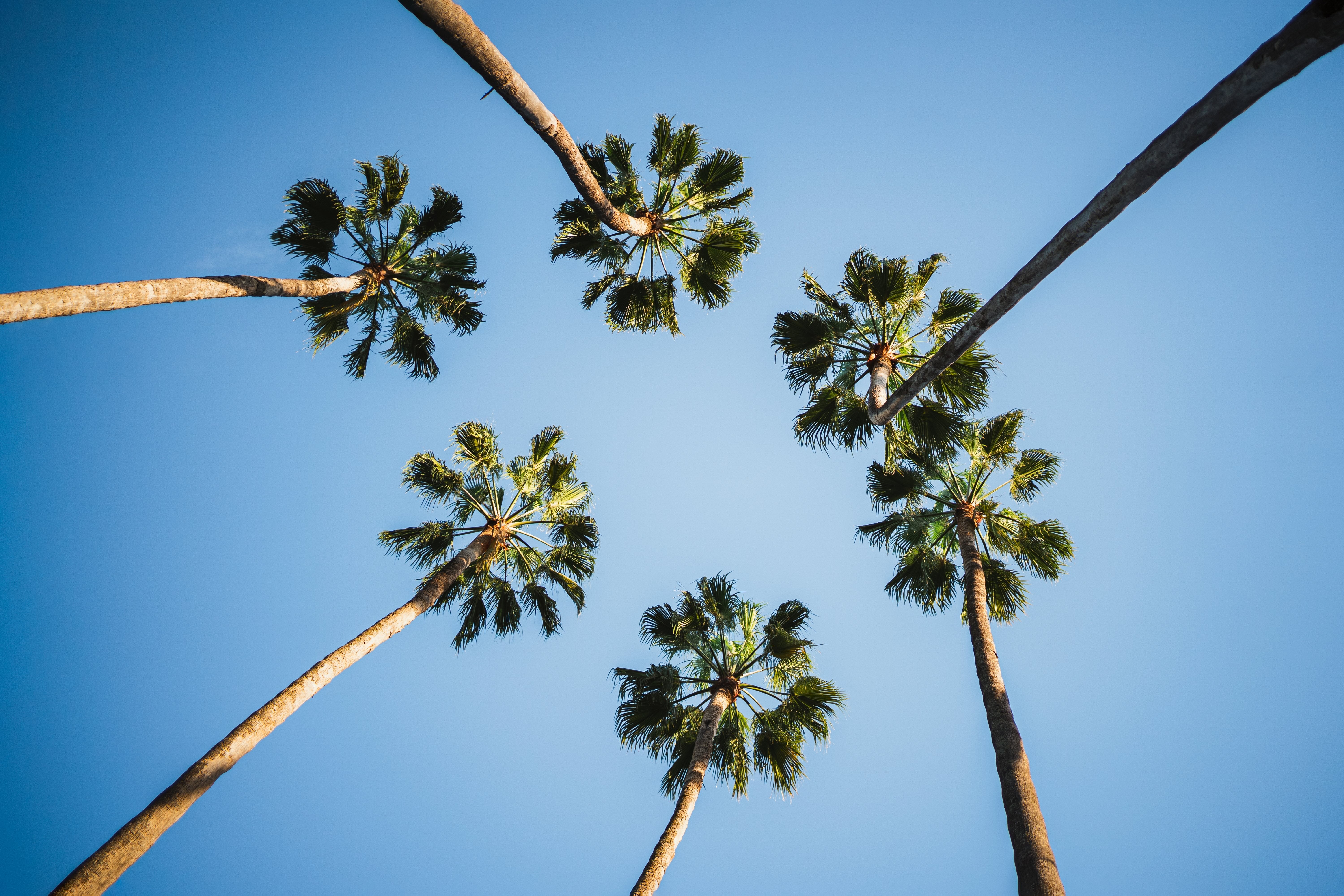 Tropical Background